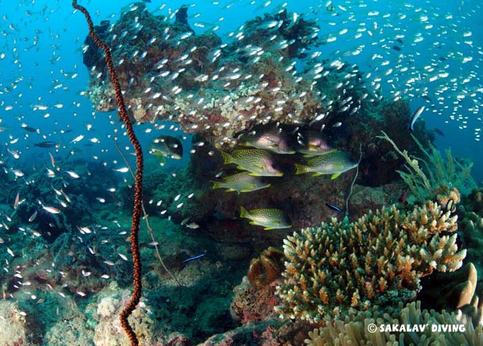 formation photo et vidéo sous marine à Nosy Be